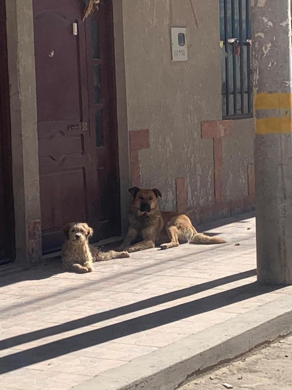 Hotel Eucalyptus Uyuni Zewnętrze zdjęcie